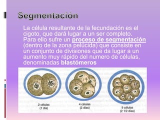 La célula resultante de la fecundación es el
cigoto, que dará lugar a un ser completo.
Para ello sufre un proceso de segmentación
(dentro de la zona pelúcida) que consiste en
un conjunto de divisiones que da lugar a un
aumento muy rápido del numero de células,
denominadas blastómeros
 