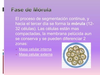 El proceso de segmentación continua, y
hacia el tercer día se forma la mórula (12-
32 células). Las células están mas
compactadas, la membrana pelúcida aun
se conserva y se pueden diferenciar 2
zonas:
- Masa celular interna
- Masa celular externa
 
