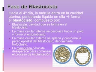 Hacia el 4º día, la mórula entra en la cavidad
uterina, penetrando liquido en ella  forma
el blastocisto, compuesto por:
- Blastocele: cavidad que se forma en el
blastocisto.
- La masa celular interna se desplaza hacia un polo
y forma el embrioblasto.
- La masa celular externa se aplana y conforma la
pared epitelial del blastocisto, denominada
trofoblasto.
- La membrana pelúcida
desaparece para comenzar
el proceso de implantación.
 