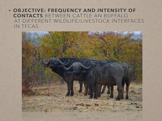 Disease ecology in multi-host systems at wildlife/livestock interfaces: Concepts and applications