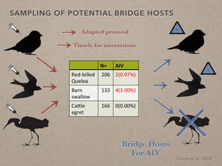 Disease ecology in multi-host systems at wildlife/livestock interfaces: Concepts and applications