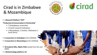 CIRAD in southern Africa