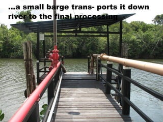 … a small barge trans- ports it down river to the final processing 