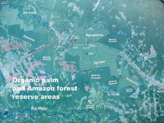 Organic palm  and Amazon forest  reserve areas 