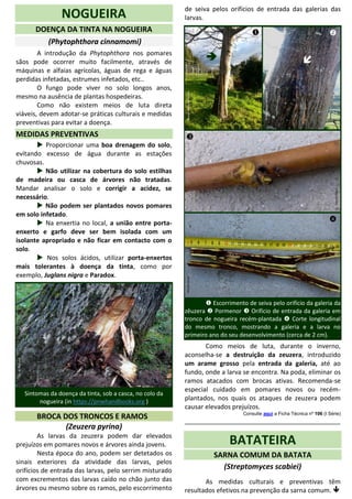 NOGUEIRA
DOENÇA DA TINTA NA NOGUEIRA
(Phytophthora cinnamomi)
A introdução da Phytophthora nos pomares
sãos pode ocorrer muito facilmente, através de
máquinas e alfaias agrícolas, águas de rega e águas
perdidas infetadas, estrumes infetados, etc..
O fungo pode viver no solo longos anos,
mesmo na ausência de plantas hospedeiras.
Como não existem meios de luta direta
viáveis, devem adotar-se práticas culturais e medidas
preventivas para evitar a doença.
MEDIDAS PREVENTIVAS
 Proporcionar uma boa drenagem do solo,
evitando excesso de água durante as estações
chuvosas.
 Não utilizar na cobertura do solo estilhas
de madeira ou casca de árvores não tratadas.
Mandar analisar o solo e corrigir a acidez, se
necessário.
 Não podem ser plantados novos pomares
em solo infetado.
 Na enxertia no local, a união entre porta-
enxerto e garfo deve ser bem isolada com um
isolante apropriado e não ficar em contacto com o
solo.
 Nos solos ácidos, utilizar porta-enxertos
mais tolerantes à doença da tinta, como por
exemplo, Juglans nigra e Paradox.
Sintomas da doença da tinta, sob a casca, no colo da
nogueira (in https://pnwhandbooks.org )
BROCA DOS TRONCOS E RAMOS
(Zeuzera pyrina)
As larvas da zeuzera podem dar elevados
prejuízos em pomares novos e árvores ainda jovens.
Nesta época do ano, podem ser detetados os
sinais exteriores da atividade das larvas, pelos
orifícios de entrada das larvas, pelo serrim misturado
com excrementos das larvas caído no chão junto das
árvores ou mesmo sobre os ramos, pelo escorrimento
de seiva pelos orifícios de entrada das galerias das
larvas.
 Escorrimento de seiva pelo orifício da galeria da
zêuzera  Pormenor  Orifício de entrada da galeria em
tronco de nogueira recém-plantada  Corte longitudinal
do mesmo tronco, mostrando a galeria e a larva no
primeiro ano do seu desenvolvimento (cerca de 2 cm).
Como meios de luta, durante o inverno,
aconselha-se a destruição da zeuzera, introduzido
um arame grosso pela entrada da galeria, até ao
fundo, onde a larva se encontra. Na poda, eliminar os
ramos atacados com brocas ativas. Recomenda-se
especial cuidado em pomares novos ou recém-
plantados, nos quais os ataques de zeuzera podem
causar elevados prejuízos.
Consulte aqui a Ficha Técnica nº 106 (I Série)
____________________________________________
_
BATATEIRA
SARNA COMUM DA BATATA
(Streptomyces scabiei)
As medidas culturais e preventivas têm
resultados efetivos na prevenção da sarna comum. 
AnicetoSouto
AnicetoSouto
 
TeresaMatosFernandes
TeresaMatosFernandes



JayW.Pscheidt
 