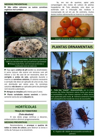 MEDIDAS PREVENTIVAS
 Não utilize estrumes ou outros corretivos
orgânicos mal curtidos.
 Ataque de média intensidade, com pústulas superficiais.
Tubérculo desvalorizado mas parcialmente aproveitável
 Ataque muito forte, com necroses profundas e
inutilização total do tubérculo
 Faça agora análise de pH (acidez ou alcalinidade).
A sarna comum não ocorre em terrenos com pH
inferior a 5,0. No caso de ser necessário, deve ser
corrigida a acidez do solo, aplicando durante o
inverno os corretivos calcários. O calcário necessário
à correção não deve ser aplicado de uma só vez, mas
sim distribuído por vários anos. Os corretivos
calcários não devem ser aplicados perto da plantação
nem durante a plantação.
 Alongue as rotações pelo menos para 5 anos.
 Plante variedades menos sensíveis e batata-
semente isenta de sarna (Quadro 1).
_____________________________________
HORTÍCOLAS
TRAÇA DO TOMATEIRO
(Tuta absoluta)
O voo desta praga continua a decorrer,
embora venha a diminuir progressivamente.
MEDIDAS PREVENTIVAS
Recomendamos o arranque e queima de
todos os restos de cultura, para destruir as larvas e
ninfas da Tuta que aí se encontrem.
Se, em vez de queimar, optar pela
compostagem dos restos de cultura de plantas
hospedeiras de Tuta absoluta, esta deve ser
acelerada com a trituração dos resíduos e
incorporação de cal em pó. De contrário, muitos
destes insetos sobreviverão ao inverno no composto.
Estragos de larvas de Tuta absoluta em tomate
______________________________________
____
PLANTAS ORNAMENTAIS
A - Poda tipo “ananás”- desaconselhada, por os cortes
extensos das folhas libertarem odores fortes que atraem
os escaravelhos e por ficarem expostas as folhas tenras,
mais apetecidas pelo inseto. B - Palmeira centenária morta
em consequência da invasão das larvas do escaravelho.
C - Pupário e D - Adulto de escaravelho vermelho da
palmeira
CarlosCoutinho
AntónioPinheiro
CarlosCoutinho
A B
CarlosCoutinho
M.deLurdesMarques
C
D
CarlosCoutinho


 