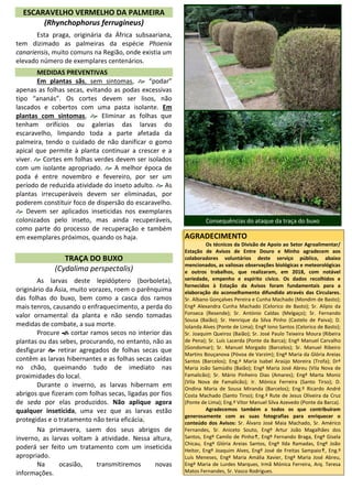 ESCARAVELHO VERMELHO DA PALMEIRA
(Rhynchophorus ferrugineus)
Esta praga, originária da África subsaariana,
tem dizimado as palmeiras da espécie Phoenix
canariensis, muito comuns na Região, onde existia um
elevado número de exemplares centenários.
MEDIDAS PREVENTIVAS
Em plantas sãs, sem sintomas,  “podar”
apenas as folhas secas, evitando as podas excessivas
tipo “ananás”. Os cortes devem ser lisos, não
lascados e cobertos com uma pasta isolante. Em
plantas com sintomas,  Eliminar as folhas que
tenham orifícios ou galerias das larvas do
escaravelho, limpando toda a parte afetada da
palmeira, tendo o cuidado de não danificar o gomo
apical que permite à planta continuar a crescer e a
viver.  Cortes em folhas verdes devem ser isolados
com um isolante apropriado.  A melhor época de
poda é entre novembro e fevereiro, por ser um
período de reduzida atividade do inseto adulto.  As
plantas irrecuperáveis devem ser eliminadas, por
poderem constituir foco de dispersão do escaravelho.
 Devem ser aplicados inseticidas nos exemplares
colonizados pelo inseto, mas ainda recuperáveis,
como parte do processo de recuperação e também
em exemplares próximos, quando os haja.
TRAÇA DO BUXO
(Cydalima perspectalis)
As larvas deste lepidóptero (borboleta),
originário da Ásia, muito vorazes, roem o parênquima
das folhas do buxo, bem como a casca dos ramos
mais tenros, causando o enfraquecimento, a perda do
valor ornamental da planta e não sendo tomadas
medidas de combate, a sua morte.
Procure  cortar ramos secos no interior das
plantas ou das sebes, procurando, no entanto, não as
desfigurar  retirar agregados de folhas secas que
contêm as larvas hibernantes e as folhas secas caídas
no chão, queimando tudo de imediato nas
proximidades do local.
Durante o inverno, as larvas hibernam em
abrigos que fizeram com folhas secas, ligadas por fios
de seda por elas produzidos. Não aplique agora
qualquer inseticida, uma vez que as larvas estão
protegidas e o tratamento não teria eficácia.
Na primavera, saem dos seus abrigos de
inverno, as larvas voltam à atividade. Nessa altura,
poderá ser feito um tratamento com um inseticida
apropriado.
Na ocasião, transmitiremos novas
informações.
Consequências do ataque da traça do buxo
AGRADECIMENTO
Os técnicos da Divisão de Apoio ao Setor Agroalimentar/
Estação de Avisos de Entre Douro e Minho agradecem aos
colaboradores voluntários deste serviço público, abaixo
mencionados, as valiosas observações biológicas e meteorológicas
e outros trabalhos, que realizaram, em 2018, com notável
seriedade, empenho e espírito cívico. Os dados recolhidos e
fornecidos à Estação da Avisos foram fundamentais para a
elaboração do aconselhamento difundido através das Circulares.
Sr. Albano Gonçalves Pereira e Cunha Machado (Mondim de Basto);
Engª Alexandra Cunha Machado (Celorico de Basto); Sr. Alípio da
Fonseca (Resende); Sr. António Caldas (Melgaço); Sr. Fernando
Sousa (Baião); Sr. Henrique da Silva Pinho (Castelo de Paiva); D.
Iolanda Alves (Ponte de Lima); Engº Iono Santos (Celorico de Basto);
Sr. Joaquim Queiroz (Baião); Sr. José Paulo Teixeira Moura (Ribeira
de Pena); Sr. Luís Lacerda (Ponte da Barca); Engº Manuel Carvalho
(Gondomar); Sr. Manuel Morgado (Barcelos); Sr. Manuel Ribeiro
Martins Bouçanova (Póvoa de Varzim); Engª Maria da Glória Areias
Santos (Barcelos); Eng.ª Maria Isabel Araújo Moreira (Trofa); Drª
Maria João Samúdio (Baião); Engª Maria José Abreu (Vila Nova de
Famalicão); Sr. Mário Pinheiro Dias (Amares); Engª Marta Moniz
(Vila Nova de Famalicão); Ir. Mónica Ferreira (Santo Tirso); D.
Ondina Maria de Sousa Miranda (Barcelos); Eng.º Ricardo André
Costa Machado (Santo Tirso); Eng.ª Rute de Jesus Oliveira da Cruz
(Ponte de Lima); Eng.º Vítor Manuel Silva Azevedo (Ponte da Barca).
Agradecemos também a todos os que contribuíram
generosamente com as suas fotografias para enriquecer o
conteúdo dos Avisos: Sr. Álvaro José Maia Machado, Sr. Américo
Fernandes, Sr. Aniceto Souto, Engº Artur João Magalhães dos
Santos, Engº Camilo de Pinho, Engº Fernando Braga, Engª Gisela
Chicau, Engª Glória Areias Santos, Engª Ilda Ramadas, Engº João
Heitor, Engº Joaquim Alves, Engº José de Freitas Sampaio, Eng.º
Luís Meneses, Engª Maria Amália Xavier, Engª Maria José Abreu,
Engª Maria de Lurdes Marques, Irmã Mónica Ferreira, Arq. Teresa
Matos Fernandes, Sr. Vasco Rodrigues.
CarlosCoutinho
CarlosCoutinho
 