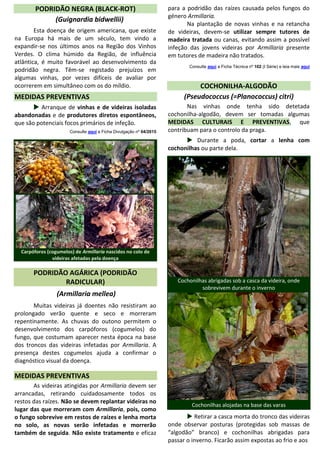 PODRIDÃO NEGRA (BLACK-ROT)
(Guignardia bidwellii)
Esta doença de origem americana, que existe
na Europa há mais de um século, tem vindo a
expandir-se nos últimos anos na Região dos Vinhos
Verdes. O clima húmido da Região, de influência
atlântica, é muito favorável ao desenvolvimento da
podridão negra. Têm-se registado prejuízos em
algumas vinhas, por vezes difíceis de avaliar por
ocorrerem em simultâneo com os do míldio.
MEDIDAS PREVENTIVAS
 Arranque de vinhas e de videiras isoladas
abandonadas e de produtores diretos espontâneos,
que são potenciais focos primários de infeção.
Consulte aqui a Ficha Divulgação nº 04/2015
Carpóforos (cogumelos) de Armillaria nascidos no colo de
videiras afetadas pela doença
PODRIDÃO AGÁRICA (PODRIDÃO
RADICULAR)
(Armillaria mellea)
Muitas videiras já doentes não resistiram ao
prolongado verão quente e seco e morreram
repentinamente. As chuvas do outono permitem o
desenvolvimento dos carpóforos (cogumelos) do
fungo, que costumam aparecer nesta época na base
dos troncos das videiras infetadas por Armillaria. A
presença destes cogumelos ajuda a confirmar o
diagnóstico visual da doença.
MEDIDAS PREVENTIVAS
As videiras atingidas por Armillaria devem ser
arrancadas, retirando cuidadosamente todos os
restos das raízes. Não se devem replantar videiras no
lugar das que morreram com Armillaria, pois, como
o fungo sobrevive em restos de raízes e lenha morta
no solo, as novas serão infetadas e morrerão
também de seguida. Não existe tratamento e eficaz
para a podridão das raízes causada pelos fungos do
género Armillaria.
Na plantação de novas vinhas e na retancha
de videiras, devem-se utilizar sempre tutores de
madeira tratada ou canas, evitando assim a possível
infeção das jovens videiras por Armillaria presente
em tutores de madeira não tratados.
Consulte aqui a Ficha Técnica nº 102 (I Série) e leia mais aqui
COCHONILHA-ALGODÃO
(Pseudococcus (=Planococcus) citri)
Nas vinhas onde tenha sido detetada
cochonilha-algodão, devem ser tomadas algumas
MEDIDAS CULTURAIS E PREVENTIVAS, que
contribuam para o controlo da praga.
 Durante a poda, cortar a lenha com
cochonilhas ou parte dela.
Cochonilhas abrigadas sob a casca da videira, onde
sobrevivem durante o inverno
Cochonilhas alojadas na base das varas
 Retirar a casca morta do tronco das videiras
onde observar posturas (protegidas sob massas de
“algodão” branco) e cochonilhas abrigadas para
passar o inverno. Ficarão assim expostas ao frio e aos
CarlosCoutinhoCarlosCoutinho
CarlosCoutinho
 