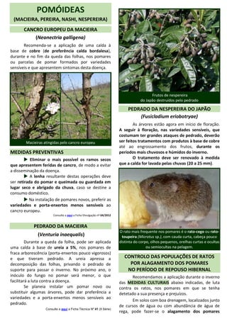 POMÓIDEAS
(MACIEIRA, PEREIRA, NASHI, NESPEREIRA)
CANCRO EUROPEU DA MACIEIRA
(Neonectria galligena)
Recomenda-se a aplicação de uma calda à
base de cobre (de preferência calda bordalesa),
durante e no fim da queda das folhas, nos pomares
ou parcelas de pomar formados por variedades
sensíveis e que apresentem sintomas desta doença.
Macieiras atingidas pelo cancro europeu
MEDIDAS PREVENTIVAS
 Eliminar o mais possível os ramos secos
que apresentem feridas de cancro, de modo a evitar
a disseminação da doença.
 A lenha resultante destas operações deve
ser retirada do pomar e queimada ou guardada em
lugar seco e abrigado da chuva, caso se destine a
consumo doméstico.
 Na instalação de pomares novos, preferir as
variedades e porta-enxertos menos sensíveis ao
cancro europeu.
Consulte a aqui a Ficha Divulgação nº 04/2012
PEDRADO DA MACIEIRA
(Venturia inaequalis)
Durante a queda da folha, pode ser aplicada
uma calda à base de ureia a 5%, nos pomares de
fraca arborescência (porta-enxertos pouco vigorosos)
e que tiveram pedrado. A ureia apressa a
decomposição das folhas, privando o pedrado de
suporte para passar o inverno. No próximo ano, o
inóculo do fungo no pomar será menor, o que
facilitará a luta contra a doença.
Se planeia instalar um pomar novo ou
substituir algumas árvores, pode dar preferência a
variedades e a porta-enxertos menos sensíveis ao
pedrado.
Consulte a aqui a Ficha Técnica Nº 41 (II Série)
Frutos de nespereira
do Japão destruídos pelo pedrado
PEDRADO DA NESPEREIRA DO JAPÃO
(Fusicladium eriobotryae)
As árvores estão agora em início de floração.
A seguir à floração, nas variedades sensíveis, que
costumam ter grandes ataques de pedrado, deverão
ser feitos tratamentos com produtos à base de cobre
até ao engrossamento dos frutos, durante os
períodos mais chuvosos e húmidos do inverno.
O tratamento deve ser renovado à medida
que a calda for lavada pelas chuvas (20 a 25 mm).
O rato mais frequente nos pomares é o rato-cego ou rato-
toupeira (Microtus sp.), com cauda curta, cabeça pouco
distinta do corpo, olhos pequenos, orelhas curtas e ocultas
ou semiocultas na pelagem.
CONTROLO DAS POPULAÇÕES DE RATOS
POR ALAGAMENTO DOS POMARES
NO PERÍODO DE REPOUSO HIBERNAL
Recomendamos a aplicação durante o inverno
das MEDIDAS CULTURAIS abaixo indicadas, de luta
contra os ratos, nos pomares em que se tenha
detetado a sua presença e prejuízos.
Em solos com boa drenagem, localizados junto
de cursos de água ou com abundância de água de
rega, pode fazer-se o alagamento dos pomares
MariaAmáliaXavier
CarlosCoutinho
CarlosCoutinho
 