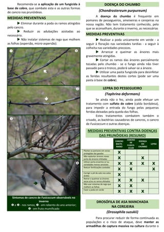 Recomenda-se a aplicação de um fungicida à
base de cobre, que combate esta e as outras formas
de cancro nas prunóideas.
MEDIDAS PREVENTIVAS
 Eliminar durante a poda os ramos atingidos
pelo cancro.
 Reduzir as adubações azotadas ao
necessário.
 Não instalar sistemas de rega que molhem
as folhas (aspersão, micro-aspersão).
Sintomas de cancro de Fusicoccum observáveis no
inverno
 e  - nos ramos;  - em rebento do ano anterior;
 - em fruto mumificado
DOENÇA DO CHUMBO
(Chondrostereum purpureum)
A doença do chumbo é frequente em
pomares de pessegueiros, ameixeiras e cerejeiras na
nossa região. Não tem tratamento conhecido, pelo
que se aconselham, durante o inverno, as necessárias
MEDIDAS PREVENTIVAS
 Realizar a poda unicamente em verde - a
seguir à floração nas variedades tardias - a seguir à
colheita nas variedades precoces.
 Arrancar e queimar as árvores mais
gravemente atingidas.
 Cortar os ramos das árvores parcialmente
tocadas pelo chumbo - se o fungo ainda não tiver
passado para o tronco, poderá salvar-se a árvore.
 Utilizar uma pasta fungicida para desinfetar
as feridas resultantes destes cortes (pode ser uma
pasta à base de cobre).
LEPRA DO PESSEGUEIRO
(Taphrina deformans)
Se ainda não o fez, ainda pode efetuar um
tratamento com sulfato de cobre (calda bordalesa),
para impedir a entrada do fungo pelas pequenas
feridas deixadas pela queda das folhas.
Estes tratamentos combatem também o
crivado, as bactérias causadoras de cancros, o cancro
de Fusicoccum e outras doenças.
MEDIDAS PREVENTIVAS CONTRA DOENÇAS
DAS PRUNÓIDEAS (RESUMO)
CANCRO
BACTE-
RIANO
CANCRO
DE
FUSICO-
CCUM
DOENÇA
DO
CHUMBO
LEPRA
Plantar os pomares em zonas
protegidas das geadas X
Não replantar árvores novas
junto de árvores infetadas X X
Utilizar porta-enxertos e/ ou
variedades menos sensíveis X X X X
Reduzir fertilizações azotadas
X X X
Corrigir o pH do solo nos solos
ácidos X
Retirar e queimar as árvores
secas e/ou os ramos afetados X X X
Não usar sistemas de rega que
molhem as folhas X X
Fazer a poda em verde
X X X
DROSÓFILA DE ASA MANCHADA
NA CEREJEIRA
(Drosophila suzukii)
Para procurar reduzir de forma continuada as
populações e o risco de ataque, deve manter as
armadilhas de captura massiva na cultura durante o








CarlosCoutinho

 