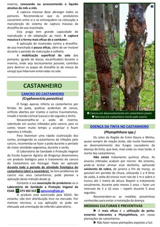 inverno, renovando ou acrescentando o líquido
atrativo de mês a mês.
A captura massiva deve abranger todos os
pomares. Recomenda-se que os produtores
concertem entre si e se entreajudem na colocação e
manutenção do sistema de captura massiva da
drosófila-de-asa-manchada.
Esta praga tem grande capacidade de
reprodução e de adaptação ao meio. A captura
massiva é a forma mais eficaz de a combater.
A aplicação de inseticidas contra a drosófila-
de-asa-manchada é pouco eficaz, além de ser inviável
durante o período de maturação e colheita.
A mobilização superficial do solo dos
pomares, (grade de discos, escarificador) durante o
inverno, onde seja tecnicamente possível, contribui
para destruir as pupas de drosófila (e de mosca da
cereja) que hibernam enterradas no solo.
_____________________________________
CASTANHEIRO
CANCRO DO CASTANHEIRO
(Cryphonectria parasitica)
O fungo apenas infecta os castanheiros por
feridas de poda, quebras acidentais de ramos,
orifícios abertos por insetos e outros traumatismos.
Invade o tecido cortical (casca) e de seguida o lenho.
Desaconselha-se a poda de inverno,
sobretudo em soutos infetados pelo cancro, pois os
cortes levam muito tempo a cicatrizar e ficam
expostos à infeção.
Para favorecer uma rápida cicatrização dos
cortes, protegendo os castanheiros de infeções pelo
cancro, recomenda-se fazer a poda durante o período
de maior atividade vegetativa, durante o verão.
O Laboratório de Sanidade e Proteção Vegetal
da Escola Superior Agrária de Bragança desenvolveu
um produto biológico para o tratamento do cancro
do Castanheiro em Portugal. Pode ser aplicado
durante todo o período de atividade fisiológica do
castanheiro (abril a novembro). Se tem problemas de
cancro nos seus castanheiros, pode planear a
aplicação deste método desde já.
Contacte a sua associação de produtores ou o
Laboratório de Sanidade e Proteção Vegetal da
ESAB:  273 303 333  egouveia@ipb.pt.
O produto está autorizado pela DGAV. No
entanto, não tem distribuição livre no mercado. Por
motivos técnicos, a sua aplicação só pode ser
efetuada sob orientação do referido Laboratório.
 Cancro em desenvolvimento em castanheiro jovem
 Necrose em castanheiro morto pelo cancro
DOENÇA DA TINTA NO CASTANHEIRO
(Phytophthora spp.)
Os solos da Região de Entre Douro e Minho,
quase sempre de reação ácida, são muito favoráveis
ao desenvolvimento dos fungos causadores da
doença da tinta, que leva, mais cedo ou mais tarde, à
morte dos castanheiros.
Não existe tratamento químico eficaz. As
árvores infetadas acabam por morrer. No entanto,
pode-se tentar atrasar esse desfecho, aplicando
oxicloreto de cobre, de janeiro a fim de março, se
possível em período de chuva, utilizando 1 a 4 litros
de calda, à volta do tronco num raio de 1 m e sobre o
tronco até 1 metro de altura. Repetir o tratamento
anualmente, durante pelo menos 5 anos – fazer um
intervalo de 5 a 10 anos – repetir durante 5 anos
seguidos.
Recomendam-se as medidas preventivas
conhecidas para evitar a instalação da doença.
MEDIDAS CULTURAIS E PREVENTIVAS
 A mais eficaz é a utilização de porta-
enxertos tolerantes a Phytophthora, em novas
plantações de castanheiros.
 Não fazer novas plantações expostas a Sul.
CarlosCoutinho
 
 
