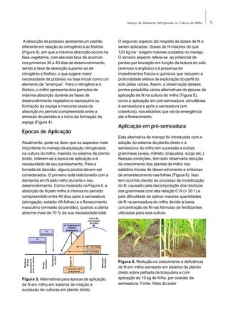 Manejo da Adubação Nitrogenada na Cultura do Milho

A absorção de potássio apresenta um padrão
diferente em relação ao nitrogênio e ao fósforo
(Figura 4), em que a máxima absorção ocorre na
fase vegetativa, com elevada taxa de acúmulo
nos primeiros 30 a 40 dias de desenvolvimento,
sendo a taxa de absorção superior ao de
nitrogênio e fósforo, o que sugere maior
necessidade de potássio na fase inicial como um
elemento de “arranque”. Para o nitrogênio e o
fósforo, o milho apresenta dois períodos de
máxima absorção durante as fases de
desenvolvimento vegetativo e reprodutivo ou
formação da espiga e menores taxas de
absorção no período compreendido entre a
emissão do pendão e o inicio da formação da
espiga (Figura 4).

Épocas de Aplicação
Atualmente, pode-se dizer que os aspectos mais
importante no manejo da adubação nitrogenada
na cultura do milho, inserida no sistema de plantio
direto, referem-se à época de aplicação e à
necessidade de seu parcelamento. Para a
tomada de decisão, alguns pontos devem ser
considerados. O primeiro está relacionado com a
demanda em N pelo milho durante o seu
desenvolvimento. Como mostrado na Figura 4, a
absorção de N pelo milho é intensa no período
compreendido entre 40 dias após a semeadura
(elongação, estádio V6-folhas) e o florescimento
masculino (emissão do pendão), quando a planta
absorve mais de 70 % da sua necessidade total.

O segundo aspecto diz respeito às doses de N a
serem aplicadas. Doses de N maiores do que
120 kg ha-1 exigem maiores cuidados no manejo.
O terceiro aspecto refere-se ao potencial de
perdas por lixiviação em função da textura do solo
(arenoso e argiloso) e à presença de
impedimentos físicos e químicos que reduzem a
profundidade efetiva de exploração do perfil do
solo pelas raízes. Assim, a observação desses
pontos possibilita várias alternativas de épocas de
aplicação de N na cultura do milho (Figura 5),
como a aplicação em pré-semeadura, simultânea
à semeadura e após a semeadura (em
cobertura), nos estádios que vai da emergência
até o florescimento.

Aplicação em pré-semeadura
Esta alternativa de manejo foi introduzida com a
adoção do sistema de plantio direto e a
semeadura do milho em sucessão a outras
gramíneas (aveia, milheto, braquiária, sorgo etc.).
Nessas condições, têm sido observada redução
de crescimento das plantas de milho nos
estádios iniciais de desenvolvimento e sintomas
de amarelecimento nas folhas (Figura 6). Isso
tem ocorrido devido ao processo de imobilização
do N, causado pela decomposição dos resíduos
das gramíneas com alta relação C:N (> 30:1) e
pela dificuldade de aplicar maiores quantidades
de N na semeadura do milho devido à baixa
concentração de N nas fórmulas de fertilizantes
utilizadas para esta cultura.

Curva de
crescimento
do milho

N
Semeadura

N Cobertura #
estádios
fenológicos

N
Pré-semeadura
8ª - 12ª Folha

Maturação
fisiológica

> consumo de N
pela planta

Florescimento

Estádio V6

Semeadura
do milho

Manejo
mecânico

Semeadura de
aveia ou milheto

Resíduos
de soja

4ª - 8ª Folha

Figura 5. Alternativas para épocas de aplicação
de N em milho em sistema de rotação e
sucessão de culturas em plantio direto.

Figura 6. Redução no crescimento e deficiência
de N em milho semeado em sistema de plantio
direto sobre palhada de braquiária e com
aplicação de 10 kg de N/ha por ocasião da
semeadura. Fonte: fotos do autor

5

 
