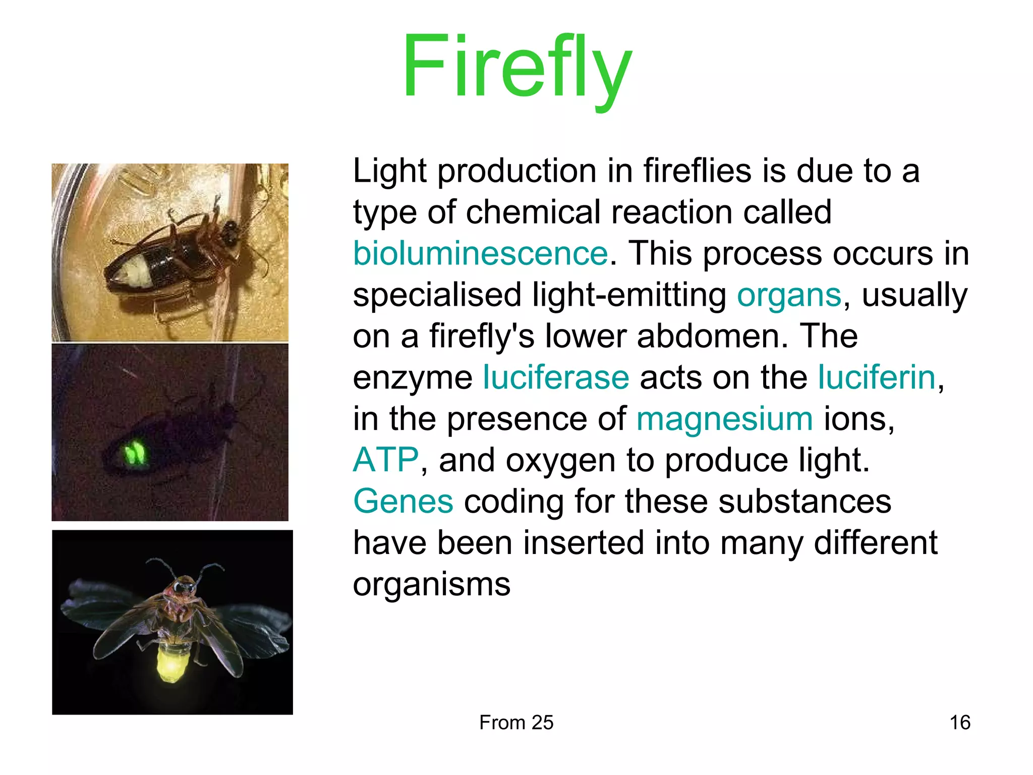 Circadian clock in mammals | PPT