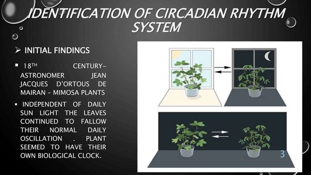 The Molecular Mechanism: Circadian Alignment and Insulin Sensitivity