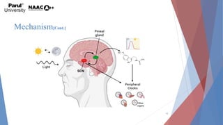 Circadian Rhythm The Body S Internal Clock Pptx