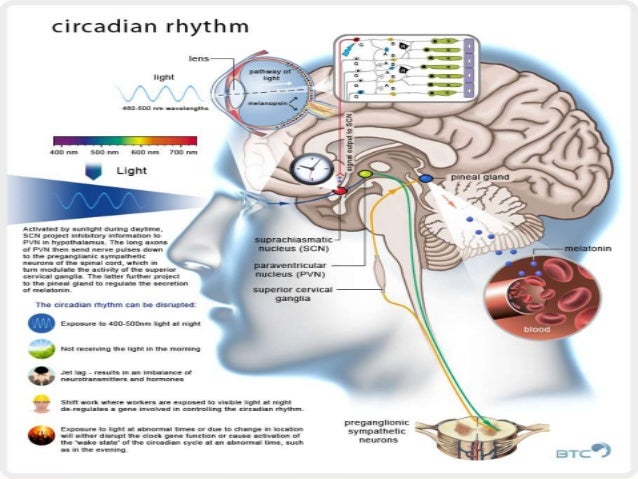 Circadian Rhythm Chart Organs