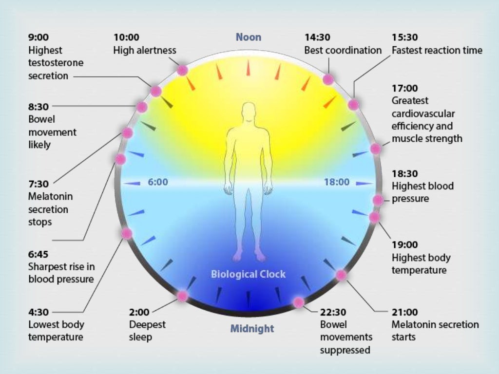 Circadian Rhythms