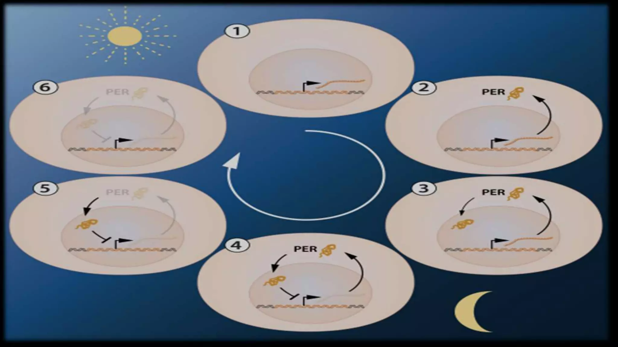 Circadian Rhythm & Its Molecular Mechanisms | PPTX