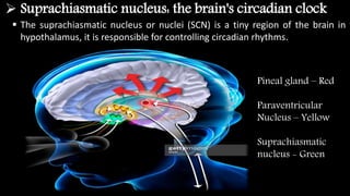 Circadian Rhythm & Its Molecular Mechanisms | PPTX