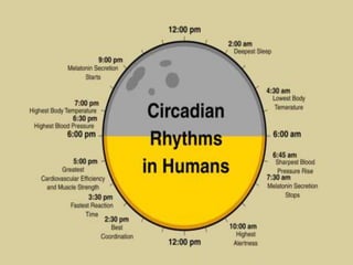 Biological and Circardial Rhythyms | PPTX
