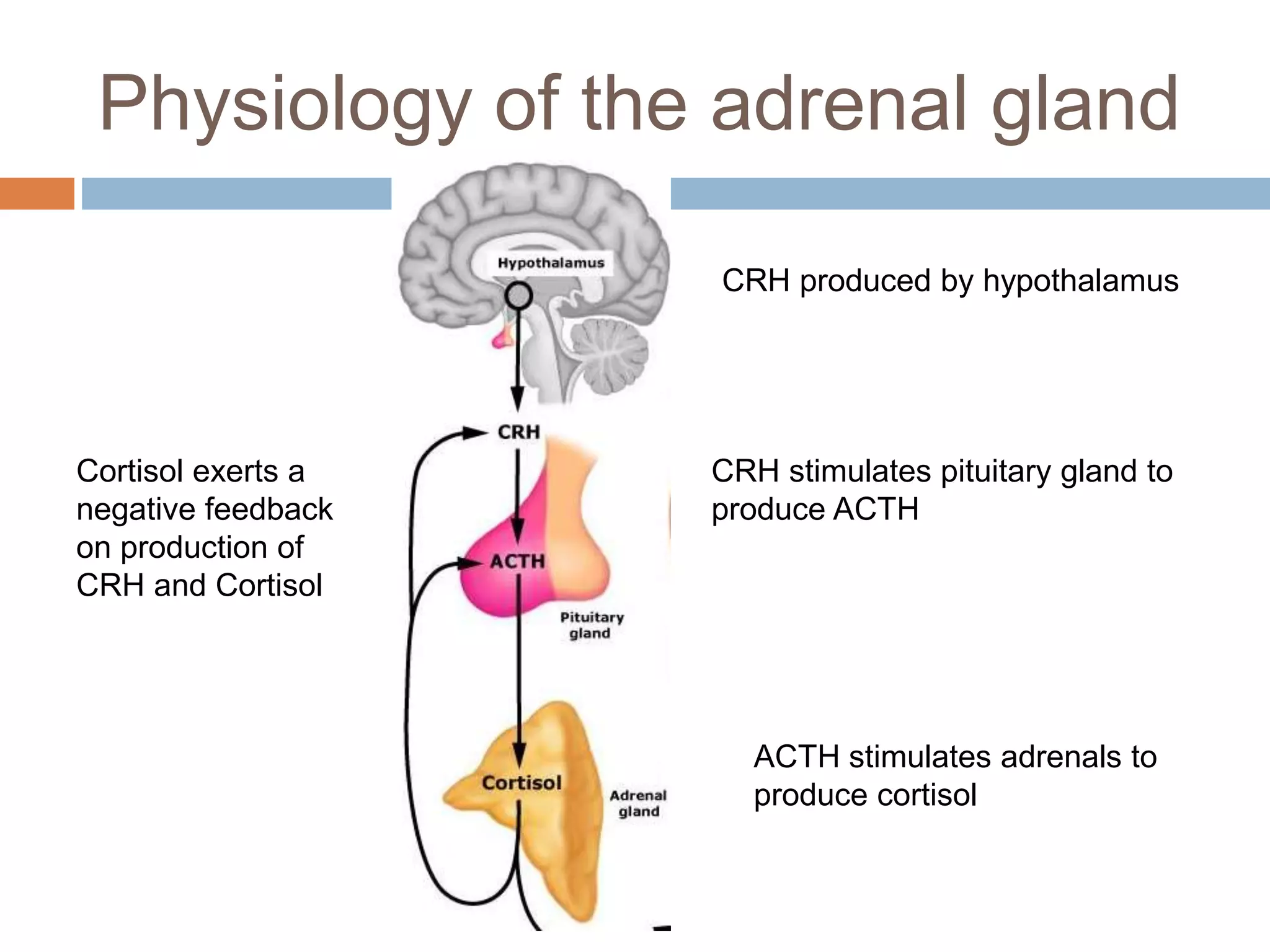 Physiology of the adrenal gland
CRH produced by hypothalamus
CRH stimulates pituitary gland to
produce ACTH
ACTH stimulates adrenals to
produce cortisol
Cortisol exerts a
negative feedback
on production of
CRH and Cortisol
 