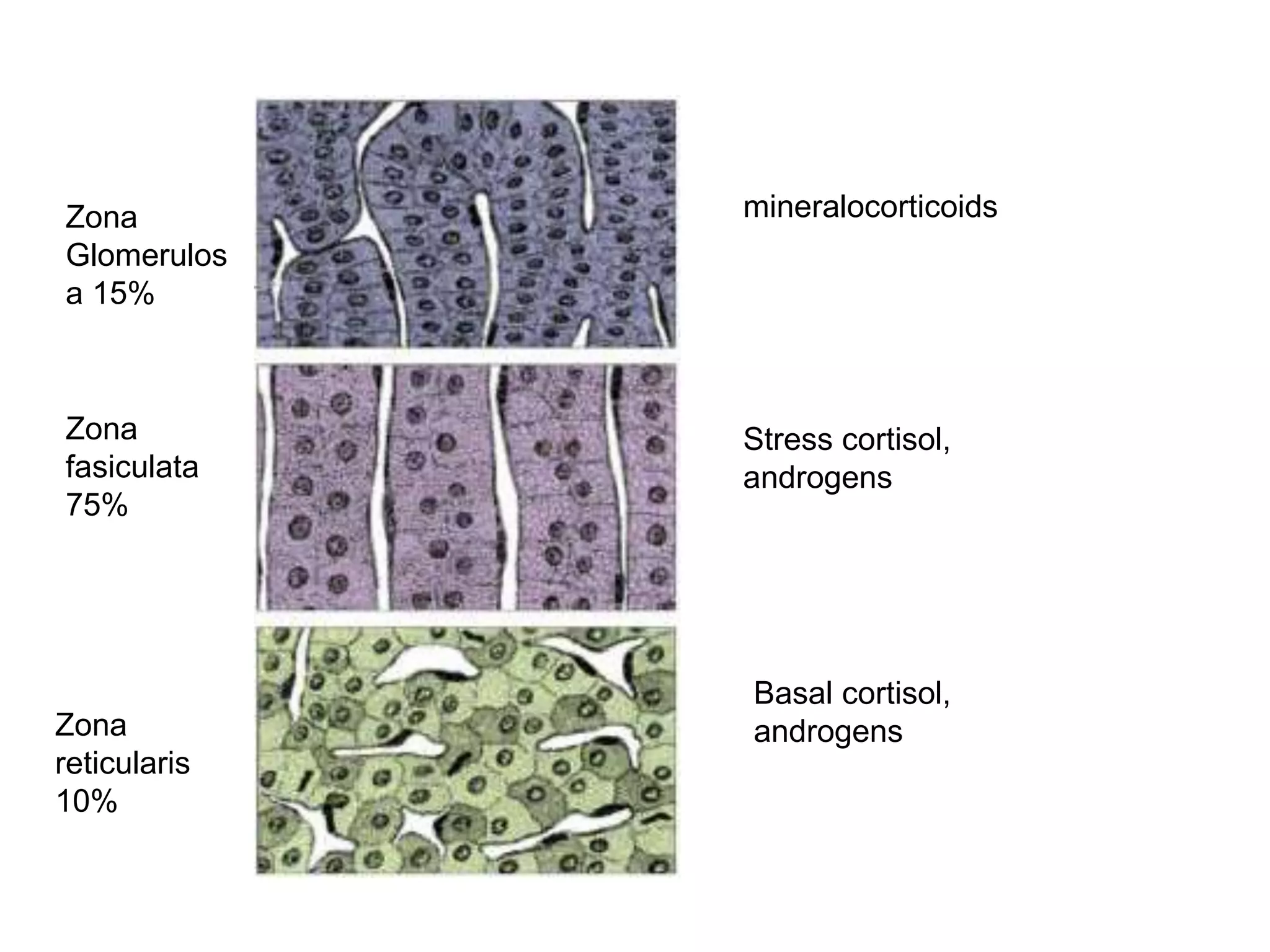 Zona
fasiculata
75%
Zona
Glomerulos
a 15%
Zona
reticularis
10%
mineralocorticoids
Stress cortisol,
androgens
Basal cortisol,
androgens
 