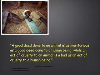 “ A good deed done to an animal is as meritorious as a good deed done to a human being, while an act of cruelty to an animal is a bad as an act of cruelty to a human being.” ~ Prophet Mohammed ~ ~ Prophet Mohammed ~ ~ Prophet Mohammed ~ 