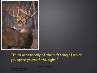 “ Think occasionally of the suffering of which you spare yourself the sight.” ~ Albert Schweitzer ~ ~ Albert Schweitzer ~ ~ Albert Schweitzer ~ 