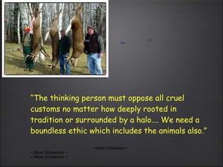 “ The thinking person must oppose all cruel customs no matter how deeply rooted in tradition or surrounded by a halo…. We need a boundless ethic which includes the animals also.” ~ Albert Schweitzer ~ ~ Albert Schweitzer ~ ~ Albert Schweitzer ~ 