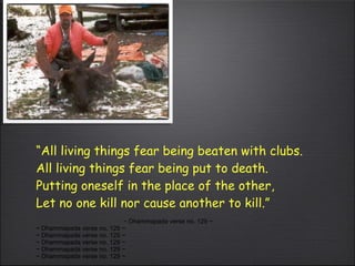 “ All living things fear being beaten with clubs. All living things fear being put to death.  Putting oneself in the place of the other, Let no one kill nor cause another to kill.”   ~ Dhammapada verse no. 129 ~ ~ Dhammapada verse no. 129 ~ ~ Dhammapada verse no. 129 ~ ~ Dhammapada verse no. 129 ~ ~ Dhammapada verse no. 129 ~ ~ Dhammapada verse no. 129 ~ 