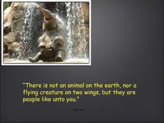 “ There is not an animal on the earth, nor a flying creature on two wings, but they are people like unto you.”   ~ Qur’an ~ 