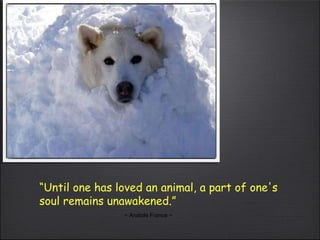 “ Until one has loved an animal, a part of one's soul remains unawakened.” ~ Anatole France ~ 