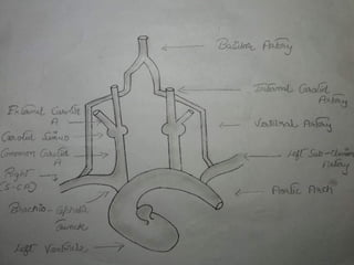Circle of willis | PDF
