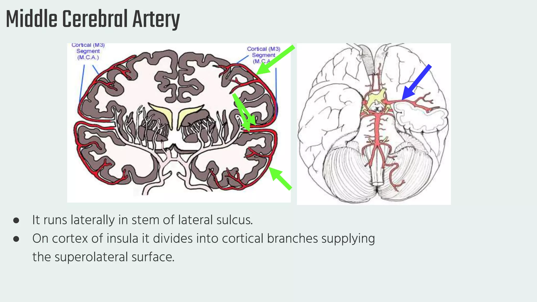 circle of Willis.pptx — free download