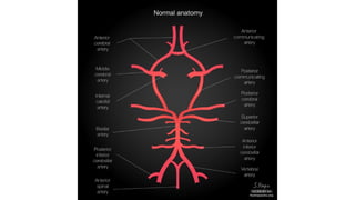 Blood supply of brain - Circle of willis .pptx
