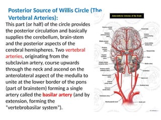 Circle of Willis and its clinical relevance | PPTX