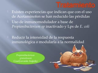 





Existen experiencias que indican que con el uso
de Acetaminofen se han reducido las pérdidas
Uso de inmunomodulador a base de
Propionibacterium sp inactivado y Lps de E. coli
Reducir la intensidad de la respuesta
inmunológica o modularla a la normalidad

Propionibacterium
granulosum
Coadyuvante Aujesky

 