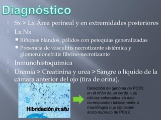


Sx > Lx Área perineal y en extremidades posteriores
Lx Nx
Riñones blandos, pálidos con petequias generalizadas
 Presencia de vasculitis necrotizante sistémica y
glomerulonefritis fibrino-necrotizante





Inmunohistoquímica
Uremia > Creatinina y urea > Sangre o líquido de la
cámara anterior del ojo (tira de orina).
Detección de genoma de PCV2
en el riñón de un cerdo. Las
células coloreadas en azul
corresponden básicamente a
macrófagos que contienen
ácido nucleico de PCV2.

 