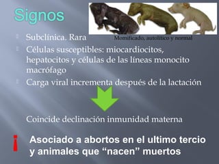 




Momificado, autolítico y normal
Subclínica. Rara
Células susceptibles: miocardiocitos,
hepatocitos y células de las líneas monocito
macrófago
Carga viral incrementa después de la lactación

Coincide declinación inmunidad materna

Asociado a abortos en el ultimo tercio
y animales que “nacen” muertos

 