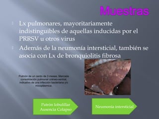 



Lx pulmonares, mayoritariamente
indistinguibles de aquellas inducidas por el
PRRSV u otros virus
Además de la neumonía intersticial, también se
asocia con Lx de bronquiolitis fibrosa
Pulmón de un cerdo de 3 meses. Marcada
consolidación pulmonar cráneo-ventral,
indicativo de una infección bacteriana y/o
micoplásmica.

Patrón lobulillar
Ausencia Colapso

Neumonía intersticial

 