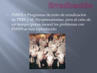 

PMWS > Programas de éxito de erradicación
de PRRS y M. Hyopneumoniae, pero al cabo de
un tiempo (pocos meses) los problemas con
PMWS se han reproducido

 