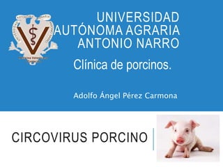UNIVERSIDAD 
AUTÓNOMA AGRARIA 
ANTONIO NARRO 
Clínica de porcinos. 
Adolfo Ángel Pérez Carmona 
CIRCOVIRUS PORCINO 
 