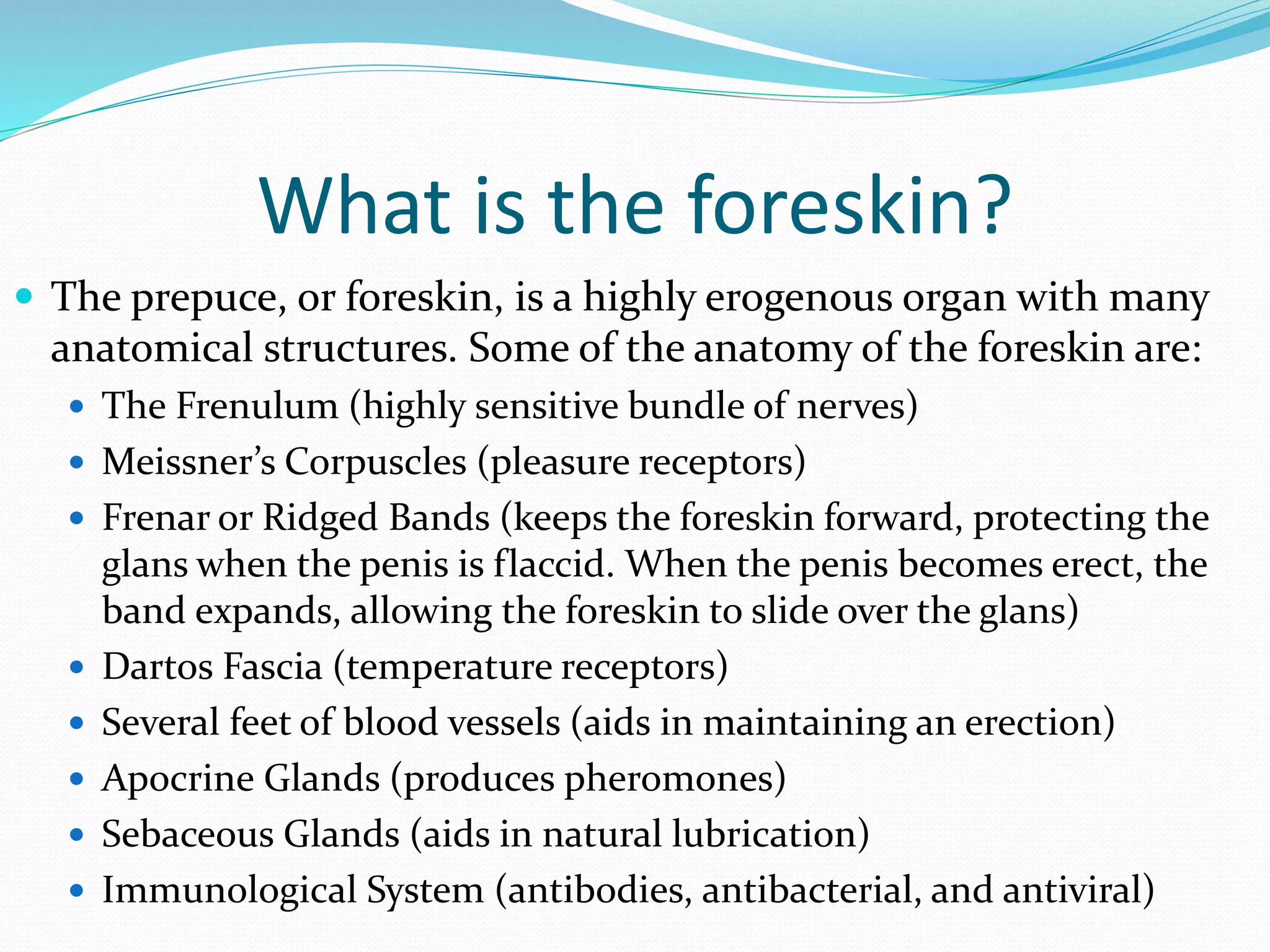 What is the foreskin? 
 The prepuce, or foreskin, is a highly erogenous organ with many 
anatomical structures. Some of the anatomy of the foreskin are: 
 The Frenulum (highly sensitive bundle of nerves) 
 Meissner’s Corpuscles (pleasure receptors) 
 Frenar or Ridged Bands (keeps the foreskin forward, protecting the 
glans when the penis is flaccid. When the penis becomes erect, the 
band expands, allowing the foreskin to slide over the glans) 
 Dartos Fascia (temperature receptors) 
 Several feet of blood vessels (aids in maintaining an erection) 
 Apocrine Glands (produces pheromones) 
 Sebaceous Glands (aids in natural lubrication) 
 Immunological System (antibodies, antibacterial, and antiviral) 
 
