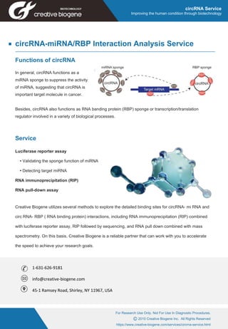 Bioinformatic analysis
For Research Use Only. Not For Use In Diagnostic Procedures.
C 2010 Creative Biogene Inc. All Rights Reserved
https://www.creative-biogene.com/services/circrna-service.html
circRNA Service
Improving the human condition through biotechnology
circRNA-miRNA/RBP Interaction Analysis Service
Functions of circRNA
In general, circRNA functions as a
miRNA sponge to suppress the activity
of miRNA, suggesting that circRNA is
important target molecule in cancer.
Besides, circRNA also functions as RNA banding protein (RBP) sponge or transcription/translation
regulator involved in a variety of biological processes.
Service
Luciferase reporter assay
• Validating the sponge function of miRNA
• Detecting target miRNA
RNA immunoprecipitation (RIP)
RNA pull-down assay
Creative Biogene utilizes several methods to explore the detailed binding sites for circRNA- mi RNA and
circ RNA- RBP ( RNA binding protein) interactions, including RNA immunoprecipitation (RIP) combined
with luciferase reporter assay, RIP followed by sequencing, and RNA pull down combined with mass
spectrometry. On this basis, Creative Biogene is a reliable partner that can work with you to accelerate
the speed to achieve your research goals.
1-631-626-9181
info@creative-biogene.com
45-1 Ramsey Road, Shirley, NY 11967, USA
 