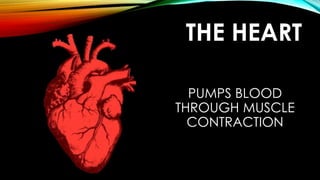 THE HEART
PUMPS BLOOD
THROUGH MUSCLE
CONTRACTION
 