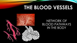 THE BLOOD VESSELS
NETWORK OF
BLOOD PATHWAYS
IN THE BODY
 