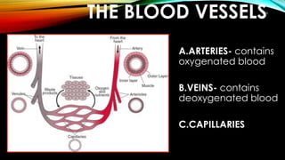18
A.ARTERIES- contains
oxygenated blood
B.VEINS- contains
deoxygenated blood
C.CAPILLARIES
THE BLOOD VESSELS
 