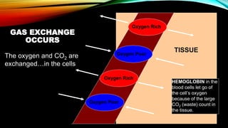 The oxygen and CO2 are
exchanged…in the cells
Oxygen Rich
Oxygen Rich
Oxygen Poor
Oxygen Poor
TISSUE
HEMOGLOBIN in the
blood cells let go of
the cell’s oxygen
because of the large
CO2 (waste) count in
the tissue.
GAS EXCHANGE
OCCURS
 