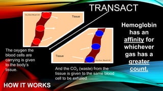 TRANSACT
The oxygen the
blood cells are
carrying is given
to the body’s
tissue. And the CO2 (waste) from the
tissue is given to the same blood
cell to be exhaled.
Tissue
Tissue
HOW IT WORKS
Oxy-Rich Blood Cell
Oxy-Poor Blood Cell
Hemoglobin
has an
affinity for
whichever
gas has a
greater
count.
 