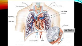 capillaries
 